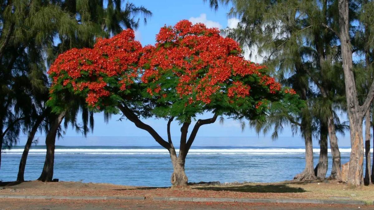 Location-StLeu-Réunion-2